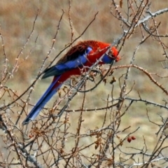 Platycercus elegans at Googong, NSW - 2 Aug 2018