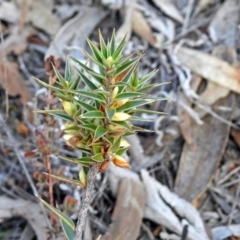 Melichrus urceolatus (Urn Heath) at Googong Reservoir - 2 Aug 2018 by RodDeb