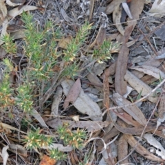 Melichrus urceolatus at Googong Reservoir - 2 Aug 2018 12:27 PM