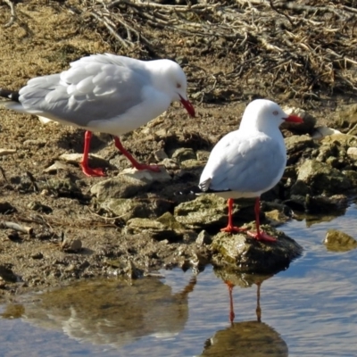 Chroicocephalus novaehollandiae (Silver Gull) at Googong Foreshore - 2 Aug 2018 by RodDeb