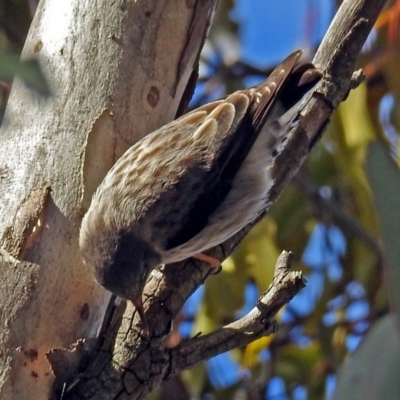 Daphoenositta chrysoptera (Varied Sittella) at Googong Foreshore - 2 Aug 2018 by RodDeb