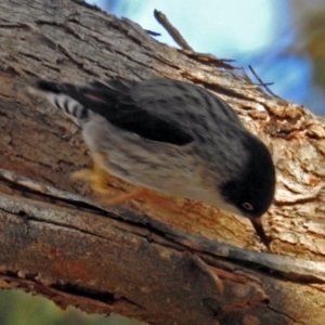 Daphoenositta chrysoptera at Googong, NSW - 2 Aug 2018