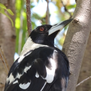 Gymnorhina tibicen at Gordon, ACT - 12 Jan 2018