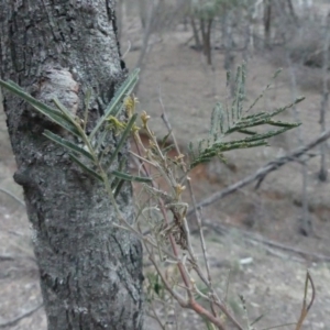 Acacia dealbata at Majura, ACT - 27 Jul 2018 05:20 PM