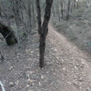 Acacia dealbata at Majura, ACT - 27 Jul 2018 05:20 PM