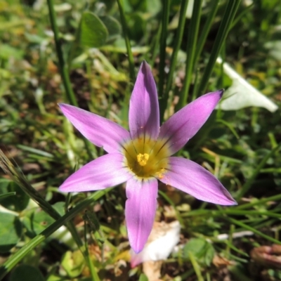 Romulea rosea var. australis (Onion Grass) at Point Hut to Tharwa - 14 Sep 2017 by MichaelBedingfield