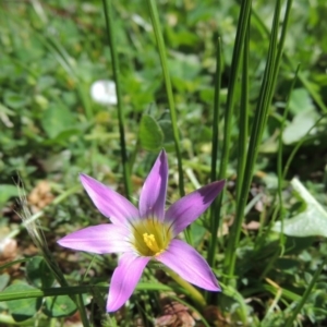 Romulea rosea var. australis at Gordon, ACT - 14 Sep 2017