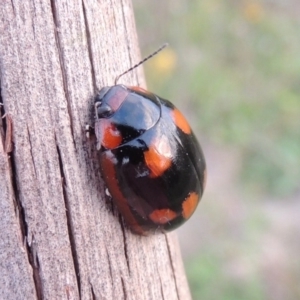 Paropsisterna beata at Paddys River, ACT - 31 Jan 2015