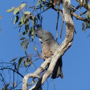 Callocephalon fimbriatum at Hackett, ACT - suppressed