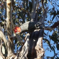 Callocephalon fimbriatum at Hackett, ACT - suppressed