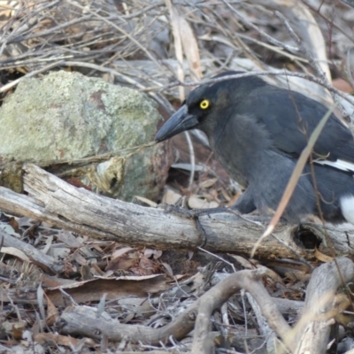 Strepera graculina (Pied Currawong) at Hackett, ACT - 2 Aug 2018 by WalterEgo