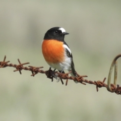 Petroica boodang (Scarlet Robin) at Corrowong, NSW - 9 Apr 2017 by BlackFlat