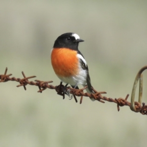 Petroica boodang at Corrowong, NSW - 9 Apr 2017