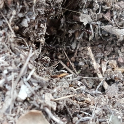 Papyrius nitidus (Shining Coconut Ant) at Symonston, ACT - 3 Aug 2018 by Mike