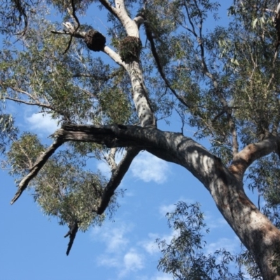 Native tree with hollow(s) (Native tree with hollow(s)) at Buckenbowra State Forest - 3 Aug 2018 by nickhopkins