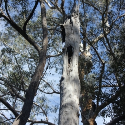 Native tree with hollow(s) (Native tree with hollow(s)) at Buckenbowra State Forest - 3 Aug 2018 by nickhopkins