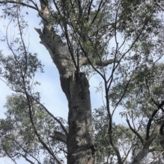 Native tree with hollow(s) (Native tree with hollow(s)) at Buckenbowra State Forest - 3 Aug 2018 by nickhopkins