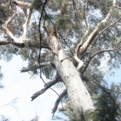 Native tree with hollow(s) (Native tree with hollow(s)) at Buckenbowra State Forest - 3 Aug 2018 by nickhopkins