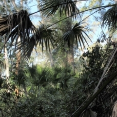 Livistona australis (Australian Cabbage Palm) at Buckenbowra State Forest - 3 Aug 2018 by nickhopkins