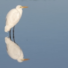 Ardea alba (Great Egret) at Merimbula, NSW - 1 Aug 2018 by Leo