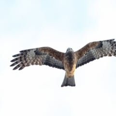 Lophoictinia isura (Square-tailed Kite) at Merimbula, NSW - 3 Aug 2018 by Leo