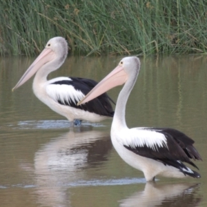 Pelecanus conspicillatus at Fyshwick, ACT - 14 Dec 2017