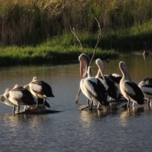 Pelecanus conspicillatus at Fyshwick, ACT - 14 Jan 2015