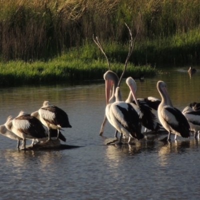 Pelecanus conspicillatus (Australian Pelican) at Fyshwick, ACT - 14 Jan 2015 by michaelb