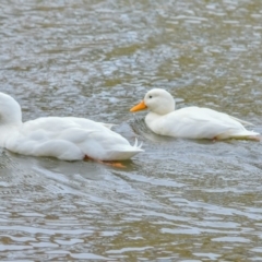 Anas platyrhynchos (Mallard (Domestic Type)) at Bonython, ACT - 4 Aug 2018 by frostydog