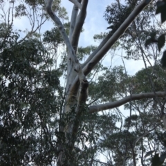 Native tree with hollow(s) (Native tree with hollow(s)) at Mogo State Forest - 4 Aug 2018 by nickhopkins