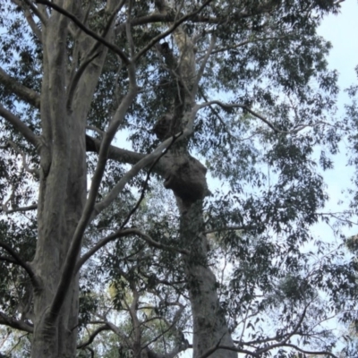 Native tree with hollow(s) (Native tree with hollow(s)) at Mogo State Forest - 4 Aug 2018 by nickhopkins