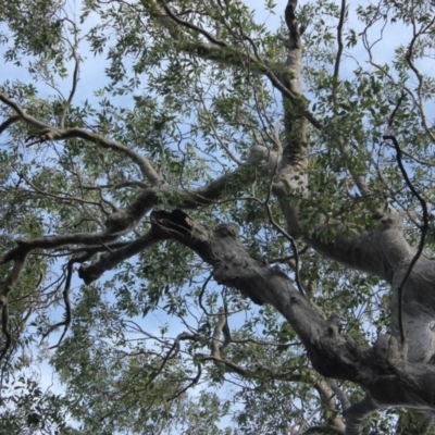 Native tree with hollow(s) (Native tree with hollow(s)) at Mogo State Forest - 4 Aug 2018 by nickhopkins