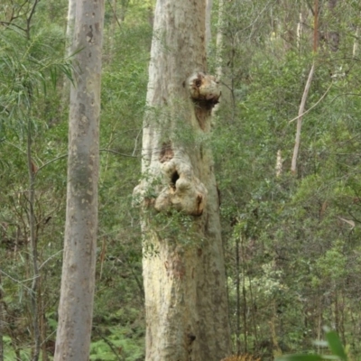 Native tree with hollow(s) (Native tree with hollow(s)) at Undefined - 4 Aug 2018 by nickhopkins