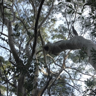 Native tree with hollow(s) (Native tree with hollow(s)) at Undefined - 4 Aug 2018 by nickhopkins