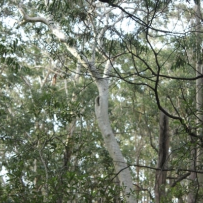 Native tree with hollow(s) (Native tree with hollow(s)) at Undefined - 4 Aug 2018 by nickhopkins