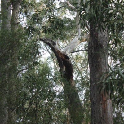 Native tree with hollow(s) (Native tree with hollow(s)) at Mogo State Forest - 4 Aug 2018 by nickhopkins