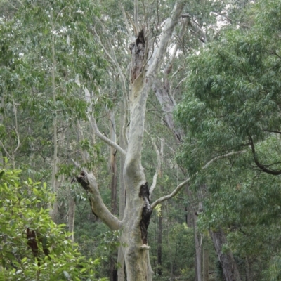 Native tree with hollow(s) (Native tree with hollow(s)) at Mogo State Forest - 4 Aug 2018 by nickhopkins