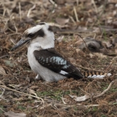 Dacelo novaeguineae (Laughing Kookaburra) at Tuggeranong Hill - 1 Aug 2018 by Alison Milton