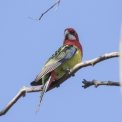 Platycercus eximius (Eastern Rosella) at Tuggeranong Hill - 2 Aug 2018 by AlisonMilton