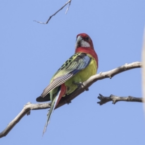 Platycercus eximius at Tuggeranong Hill - 2 Aug 2018