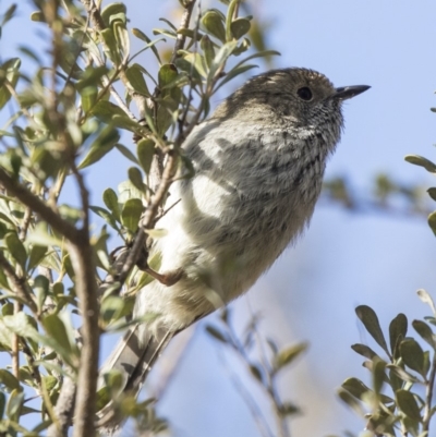 Acanthiza pusilla (Brown Thornbill) at Tuggeranong Hill - 2 Aug 2018 by AlisonMilton