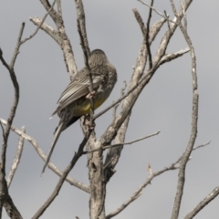 Anthochaera carunculata (Red Wattlebird) at Tuggeranong Hill - 2 Aug 2018 by Alison Milton