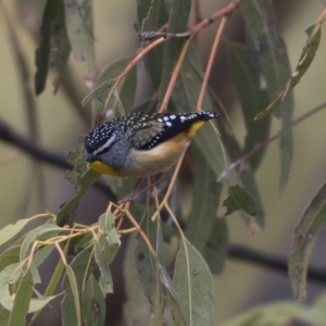 Pardalotus punctatus at Tuggeranong Hill - 2 Aug 2018 12:20 PM