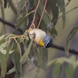 Pardalotus punctatus at Tuggeranong Hill - 2 Aug 2018 12:20 PM