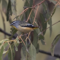 Pardalotus punctatus at Tuggeranong Hill - 2 Aug 2018 12:20 PM