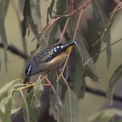 Pardalotus punctatus at Tuggeranong Hill - 2 Aug 2018 12:20 PM