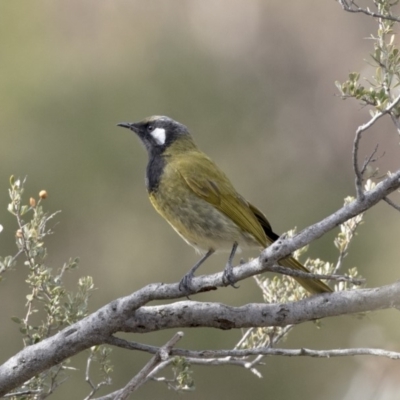 Nesoptilotis leucotis (White-eared Honeyeater) at Tuggeranong Hill - 2 Aug 2018 by Alison Milton