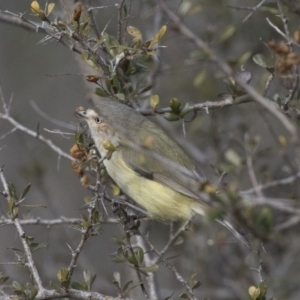 Smicrornis brevirostris at Tuggeranong Hill - 2 Aug 2018 01:00 PM