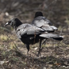 Corcorax melanorhamphos (White-winged Chough) at Tuggeranong Hill - 2 Aug 2018 by Alison Milton