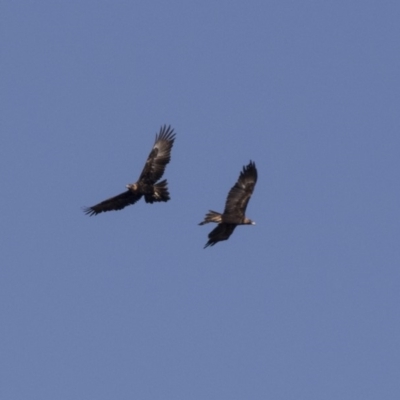 Aquila audax (Wedge-tailed Eagle) at Tuggeranong Hill - 2 Aug 2018 by AlisonMilton